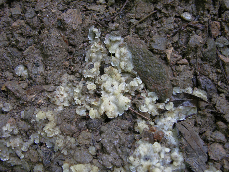 Uno sconosciuto (cfr. Sebacina sp.)